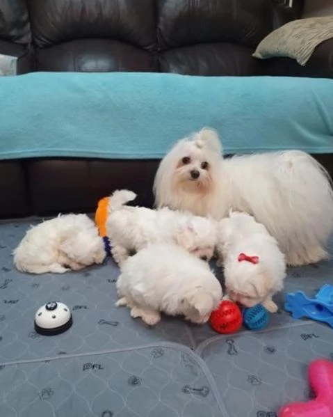 disponibili cuccioli di maltese toy per la dozione  | Foto 5