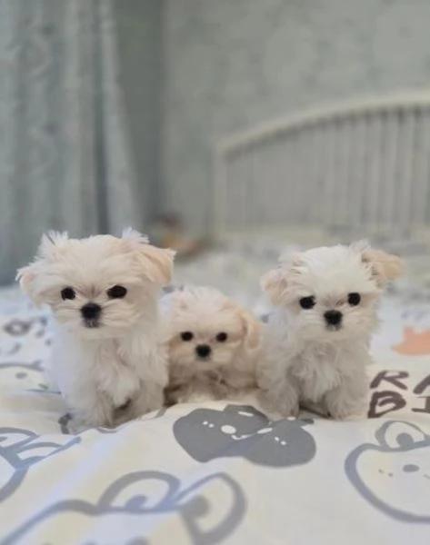 disponibili cuccioli di maltese toy per la dozione  | Foto 4