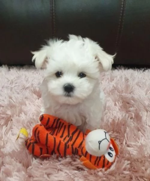 disponibili cuccioli di maltese toy per la dozione  | Foto 3