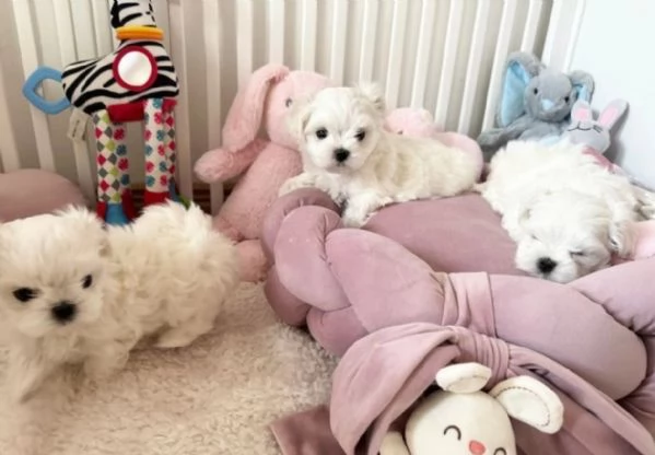 disponibili cuccioli di maltese toy per la dozione  | Foto 2