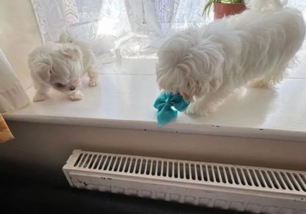 disponibili cuccioli di maltese toy per la dozione  | Foto 1