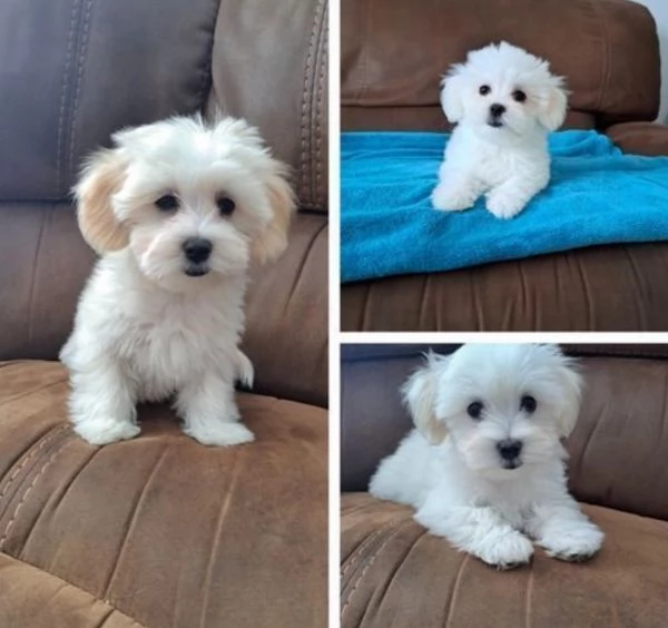 disponibili cuccioli di maltese toy per la dozione  | Foto 0