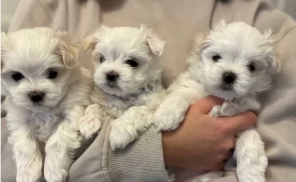 disponibili cuccioli di maltese toy per la dozione 