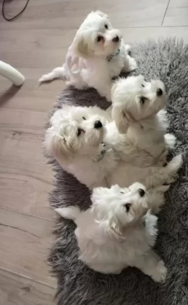disponibili cuccioli di maltese toy per la dozione  | Foto 6