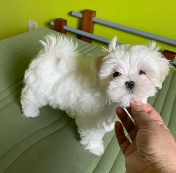 disponibili cuccioli di maltese toy per la dozione  | Foto 5