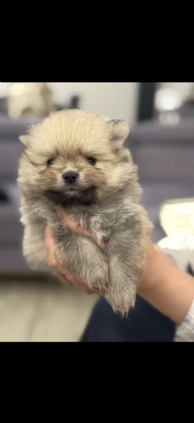 Vendo bellissimi spitz di Pomerania originali con pedigree genitori visibili entrambi con pedigree
