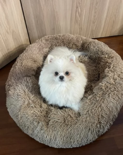 Vendo bellissimi spitz di Pomerania originali con pedigree genitori visibili entrambi con pedigree | Foto 3