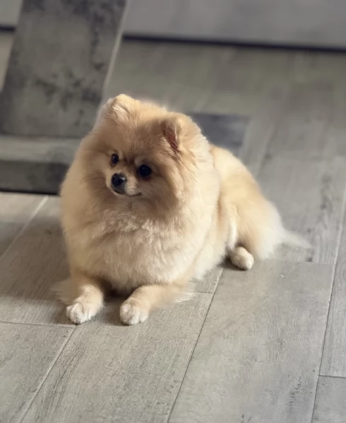 Vendo bellissimi spitz di Pomerania originali con pedigree genitori visibili entrambi con pedigree | Foto 2