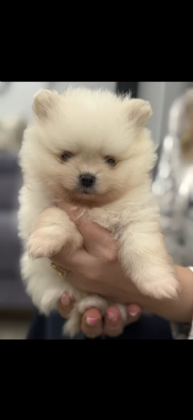 Vendo bellissimi spitz di Pomerania originali con pedigree genitori visibili entrambi con pedigree | Foto 1