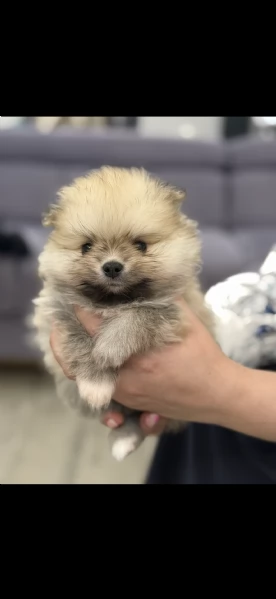 Vendo bellissimi spitz di Pomerania originali con pedigree genitori visibili entrambi con pedigree | Foto 0