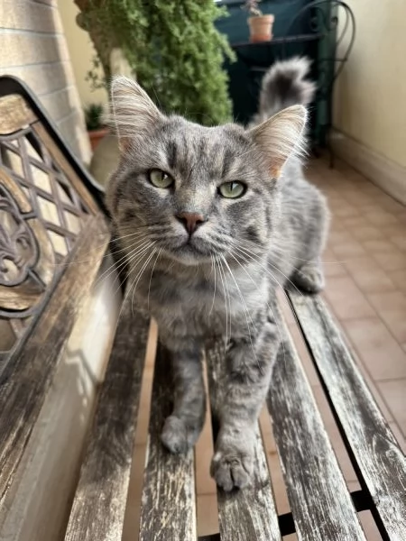 Incrocio Main Coon 