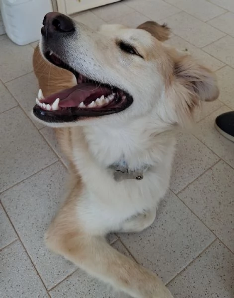 Regalo Leo cucciolo 9 mesi | Foto 0
