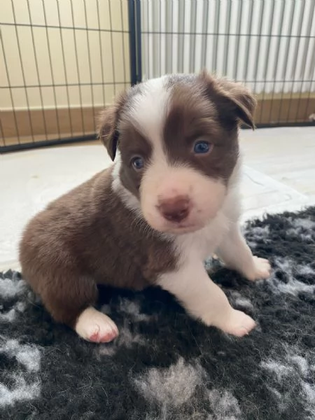 Cuccioli di Border Collie  Maschi Disponibili | Foto 2