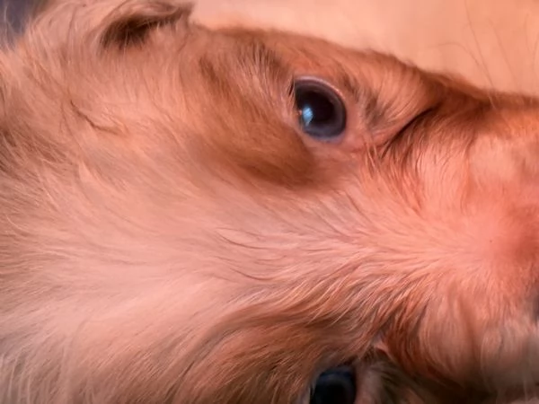 Cuccioli pastore australiano