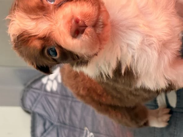 Cuccioli pastore australiano | Foto 0