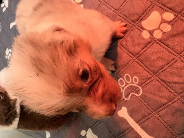 Cuccioli pastore australiano | Foto 0