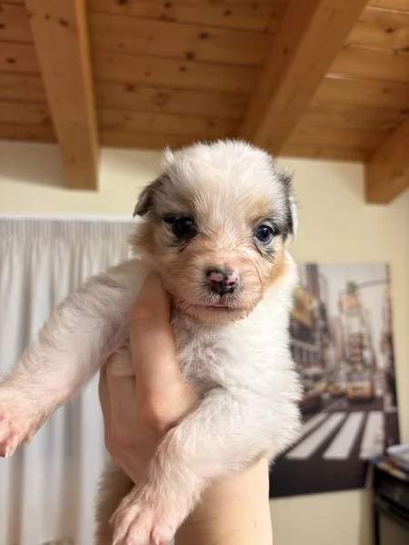 Pastori australiani disponibili dai primi di marzo con pedigree | Foto 0