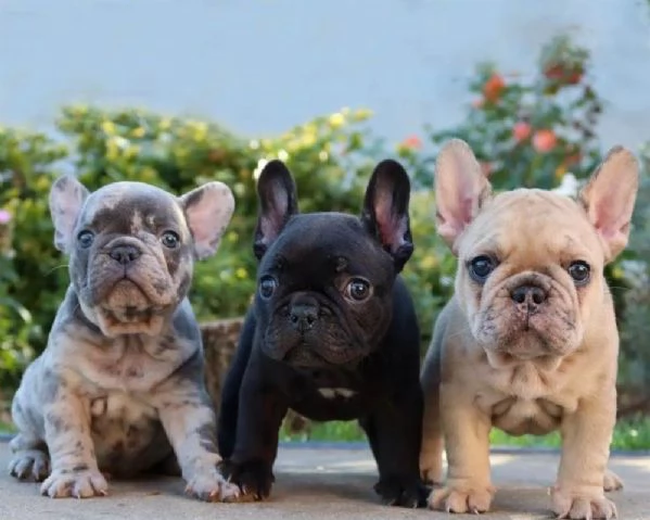Cuccioli di Bulldog Francese Super in vendita
