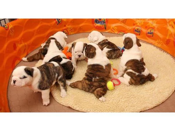 Bulldog inglese in vendita