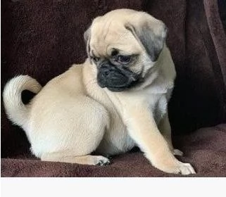 Cuccioli di Carlino di 12 settimane