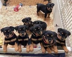 Cuccioli di Rottweiler