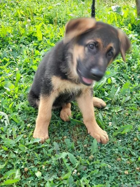 Cuccioli di Pastore Tedesco
