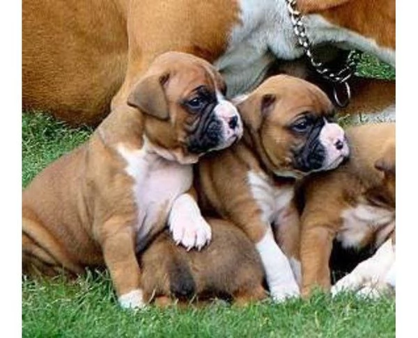 Cuccioli di Boxer disponibili ora pronti