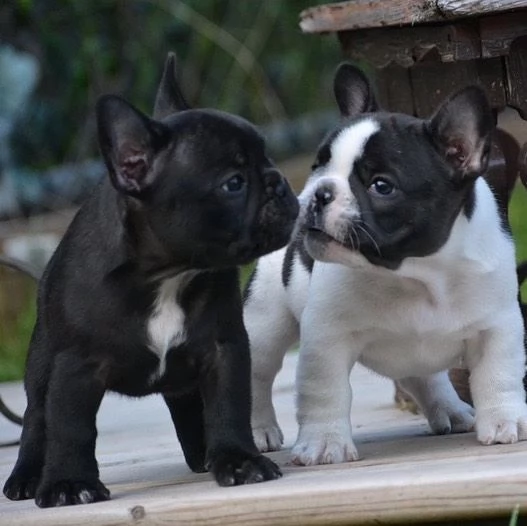 Cuccioli di Bulldog Francese adorabili 