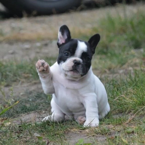 Cuccioli di Bulldog Francese adorabili  | Foto 1