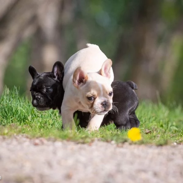 Cuccioli di Bulldog Francese adorabili  | Foto 0