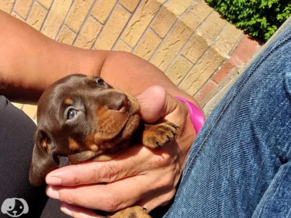 Cuccioli di Bassotto | Foto 2