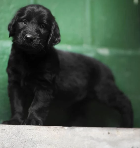 Cuccioli Flat Coated Retriever | Foto 4