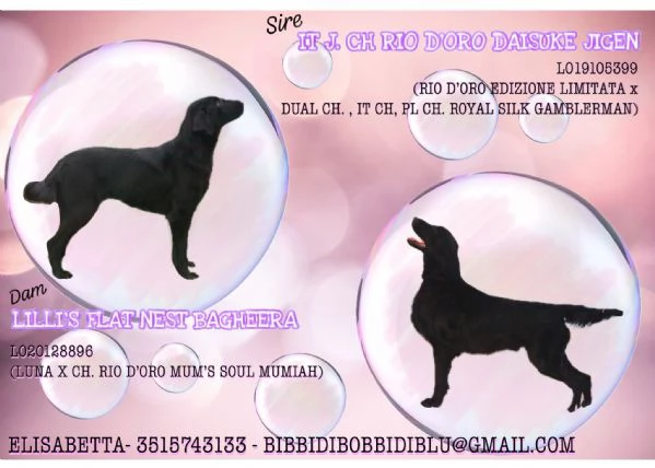 Cuccioli Flat Coated Retriever | Foto 3