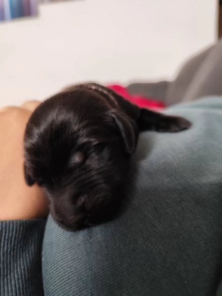 Cuccioli Flat Coated Retriever | Foto 2