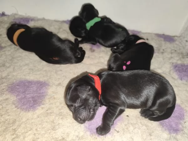 Cuccioli Flat Coated Retriever | Foto 1