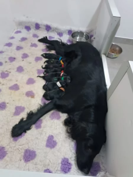 Cuccioli Flat Coated Retriever | Foto 0