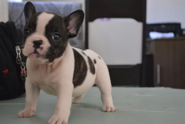 Cuccioli di bulldog francese bellissimi | Foto 0