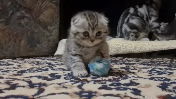 Gattini British Shorthair Taby SilverFold