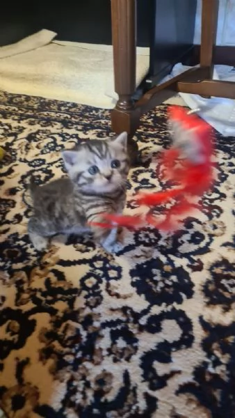 Gattini British Shorthair Taby SilverFold | Foto 4
