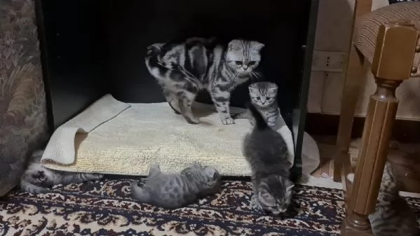 Gattini British Shorthair Taby SilverFold | Foto 3