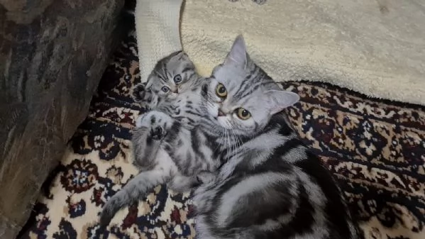 Gattini British Shorthair Taby SilverFold | Foto 2