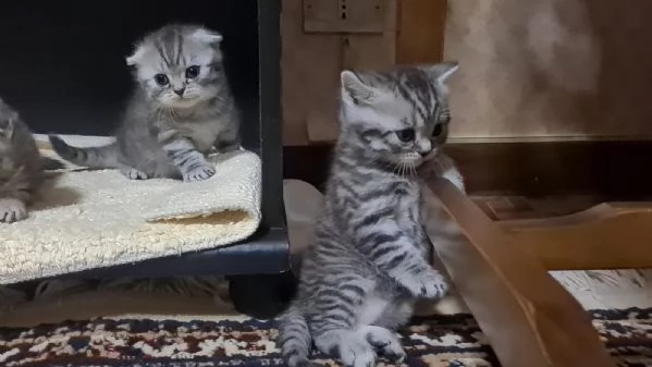 Gattini British Shorthair Taby SilverFold | Foto 1