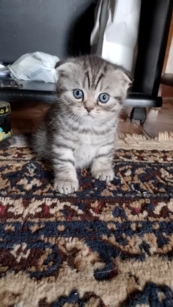 Gattini British Shorthair Taby SilverFold | Foto 0