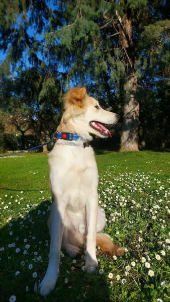 Regalo cucciolo Leo 9 mesi  | Foto 1