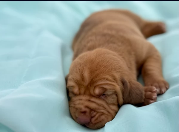 bellissimi cuccioli di Bloodhound per la dozione | Foto 1