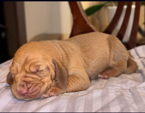 bellissimi cuccioli di Bloodhound per la dozione