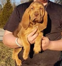 bellissimi cuccioli di Bloodhound per la dozione
