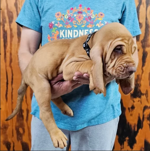 bellissimi cuccioli di Bloodhound per la dozione | Foto 3