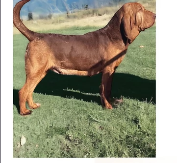 bellissimi cuccioli di Bloodhound per la dozione