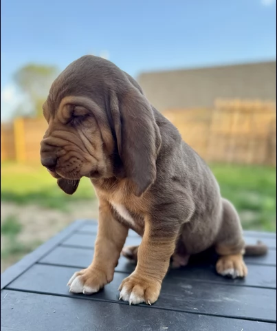 bellissimi cuccioli di Bloodhound per la dozione | Foto 1